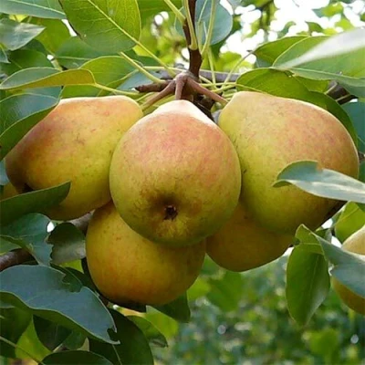 груша ДОБРЯНКА