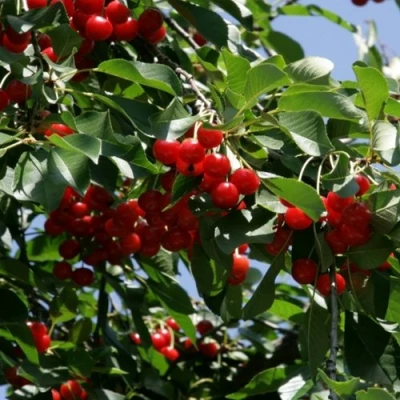 Вишня БРУСНИЦЫНА степная в Волжском