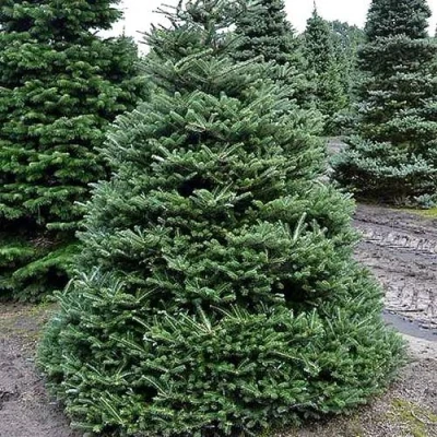 Пихта корейская  в Волжском