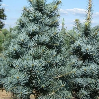 Пихта КОНКОЛОР в Волжском