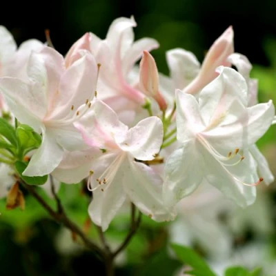 Азалия УАЙТ ЛАЙТС листопадная в Волжском