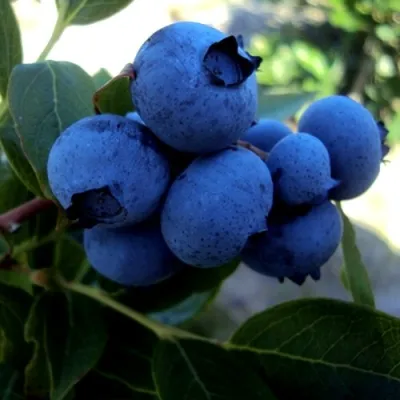 Голубика ДЖЕРСИ в Волжском