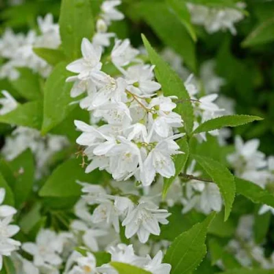 Дейция шершавая в Волжском