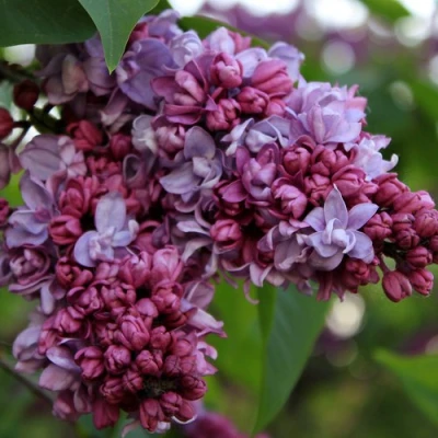 Сирень П.П.КОНЧАЛОВСКИЙ в Волжском