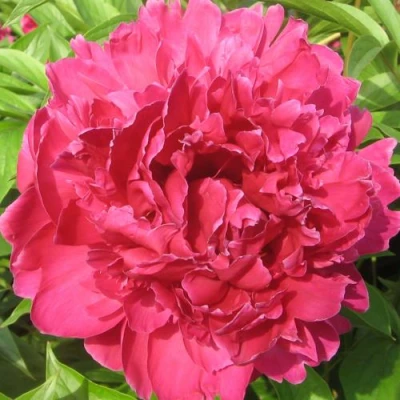 Пион ПУРПУРНЫЙ ФЕНИКС травянистый в Волжском