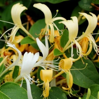 Жимолость ХАЛЛИАНА японская (Хелиана) в Волжском