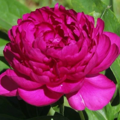 Пион БАРХАТ НОЧИ травянистый в Волжском