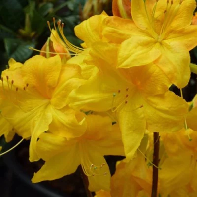 Азалия ЛИМЕТТА листопадная  в Волжском