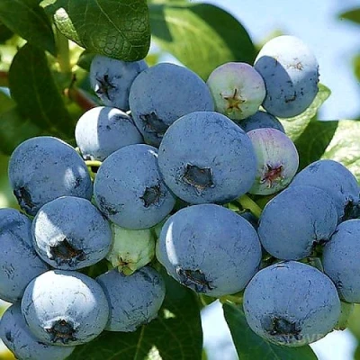 Голубика НУИ в Волжском