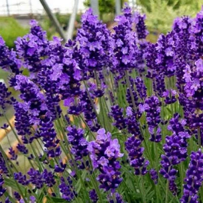 Лаванда ХИДКОТ БЛЮ узколистная в Волжском