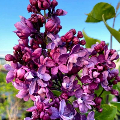 Сирень ВИОЛЕТТА в Волжском