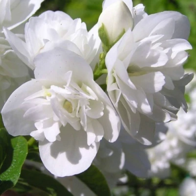 Жасмин ЖИРАНДОЛЬ в Волжском