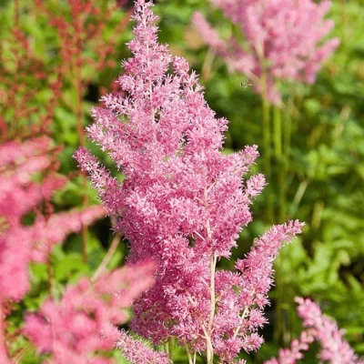 Астильба РЕЙНЛЕНД японская в Волжском