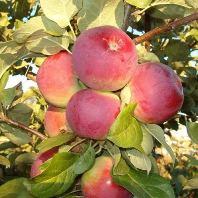 Яблоня ОРЛИК в Волжском