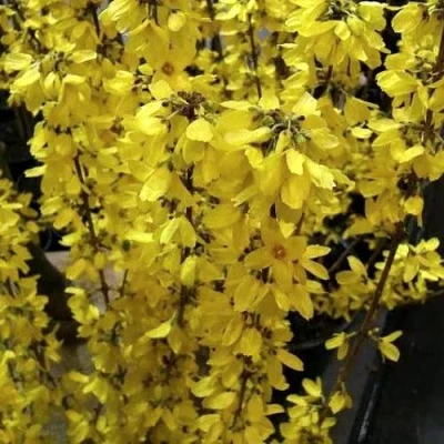 Форзиция ГОЛДРАУШ в Волжском