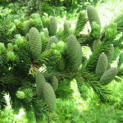 Пихта белая в Волжском