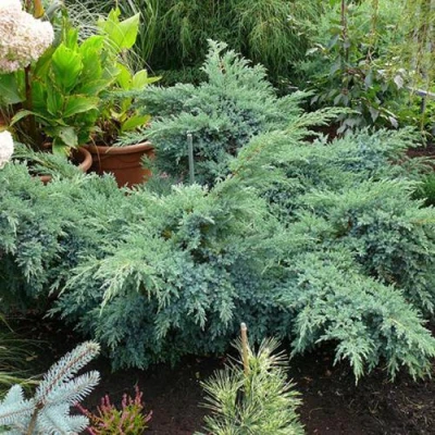 Можжевельник БЛЮ ШВЕД (СВИД) чешуйчатый в Волжском