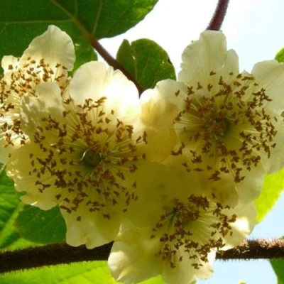 Актинидия АТЛАС (МУЖСКОЙ) в Волжском