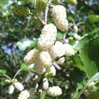 Шелковица БЕЛАЯ МЕДОВАЯ в Волжском