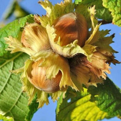 Фундук ТОНДА РОМАНА в Волжском