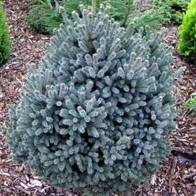 Ель НАНА сизая в Волжском