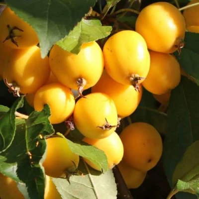 Яблоня ГОЛДЕН ХОРНЕТ декоративная в Волжском