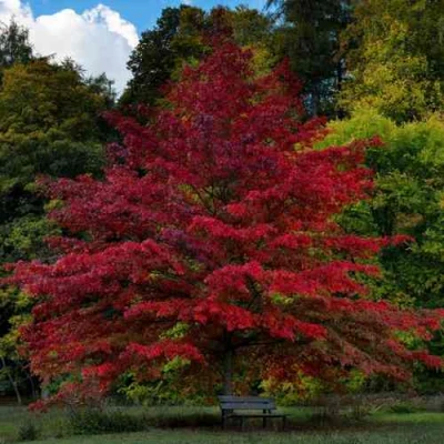 Дуб болотный в Волжском