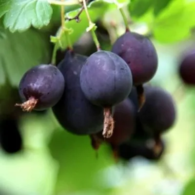 Крыжовник ЧЕРНОМОР в Волжском