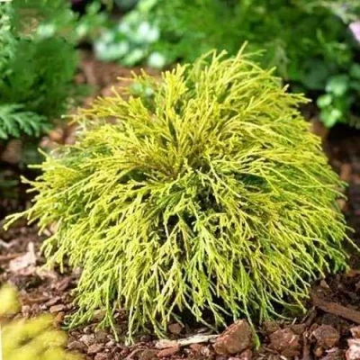 Кипарисовик ВАВЕЛ горохоплодный в Волжском