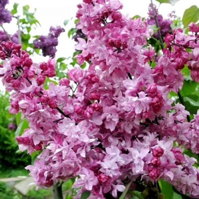 Сирень ОЛИМПИАДА КОЛЕСНИКОВА в Волжском