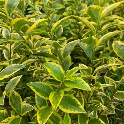 Бирючина АУРЕУМ овальнолистная в Волжском