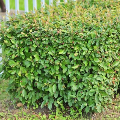 Кизильник блестящий в Волжском