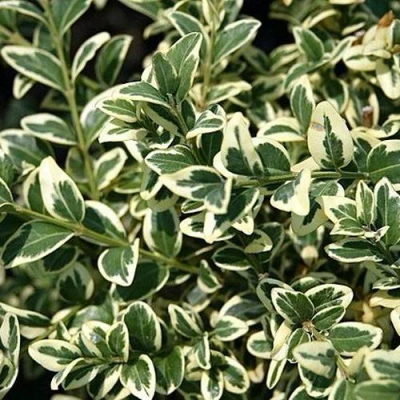 Бирючина ВАРИЕГАТУМ овальнолистная в Волжском