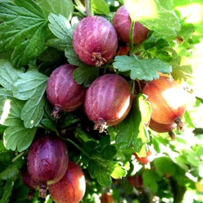Крыжовник СЕРЕНАДА в Волжском