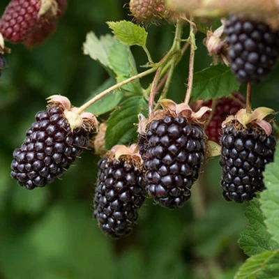 Ежемалина БОЙСЕНБЕРРИ в Волжском