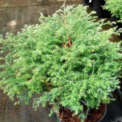 Кипарисовик СКВАРРОЗА горохоплодный в Волжском