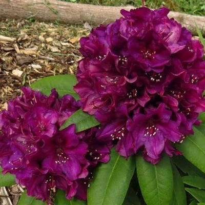 Рододендрон ПОЛАРНАХТ в Волжском