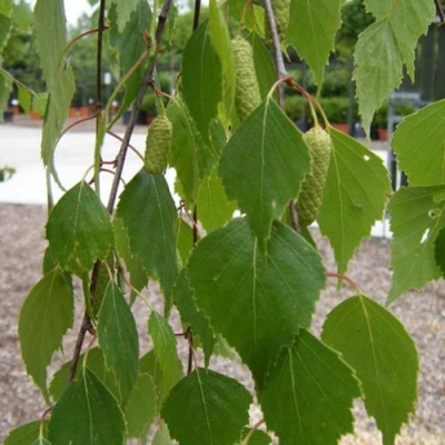 Береза ФАСЦИНЕЙШЕН белая  в Волжском