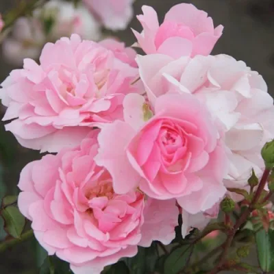 Роза БОНИКА флорибунда в Волжском