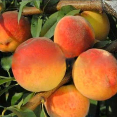 Персик РОЯЛ ВИ в Волжском