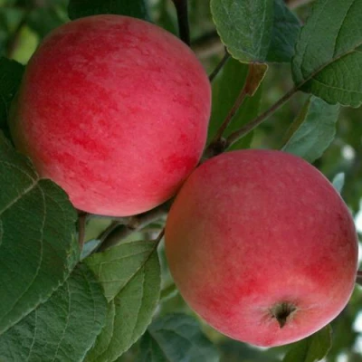 Яблоня СУЙСЛЕПСКОЕ (МАЛИНОВКА) в Волжском