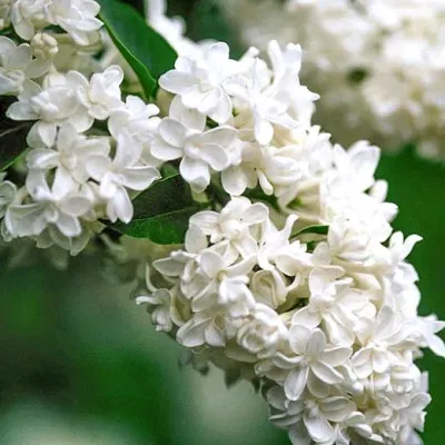 Сирень МАДАМ ЛЕМУАН в Волжском