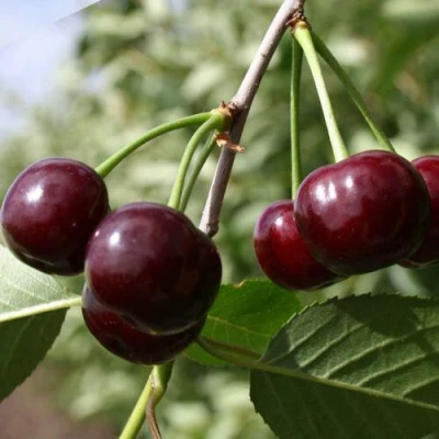 Вишня ЖАДАНА в Волжском