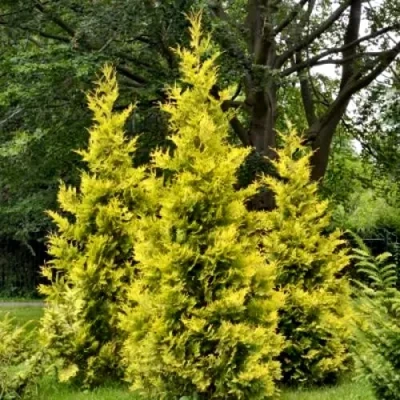 Туя ГОЛДЕН БРАБАНТ западная в Волжском