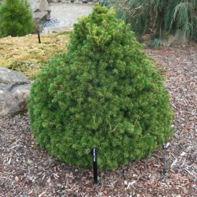 Ель ТОМПА обыкновенная в Волжском