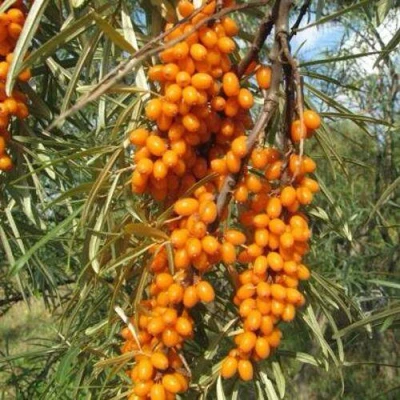 Облепиха НИВЕЛЕНА в Волжском