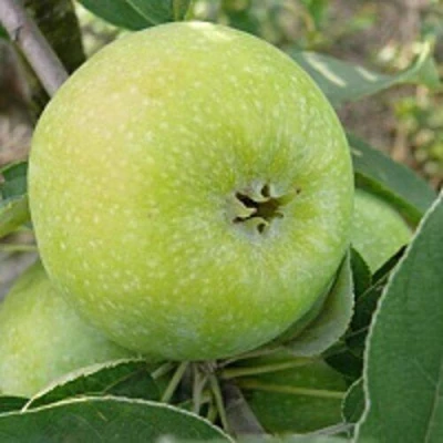 Яблоня РЕНЕТ СИМИРЕНКО в Волжском