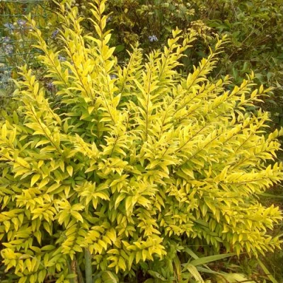 Бирючина АУРЕА обыкновенная в Волжском