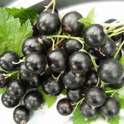 Смородина черная ТИТАНИЯ в Волжском