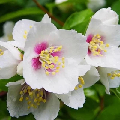 Жасмин БЕЛЬ ЭТУАЛЬ в Волжском